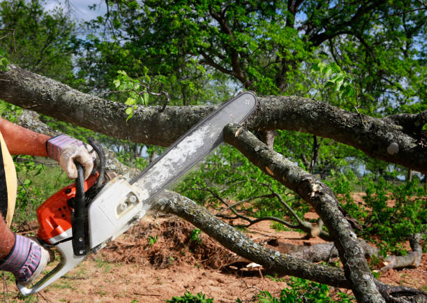 How Our Tree Care Process Works  in  Enderlin, ND